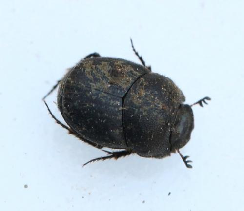 Réf. 139 500 : Onthophagus ovatus