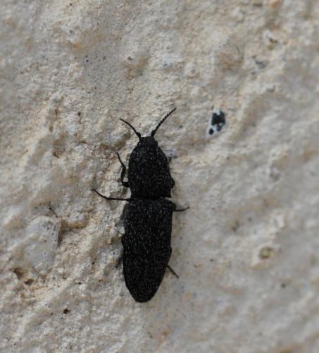 Réf. 139 989 : Lacon punctatus