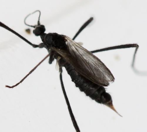 Molophilus ater