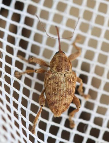 Curculio venosus