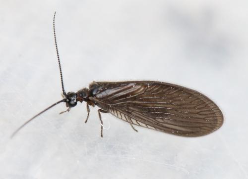 Sisyra nigra