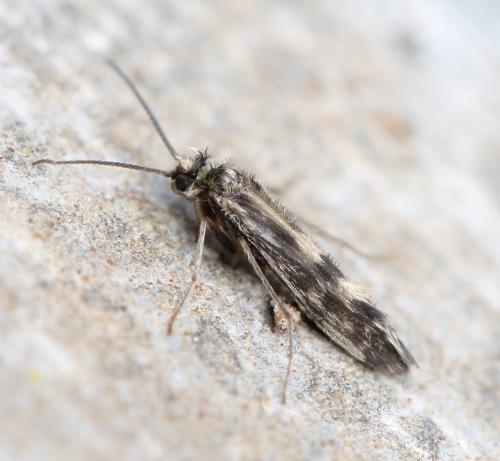 Réf. 139 627 : Agraylea multipunctata