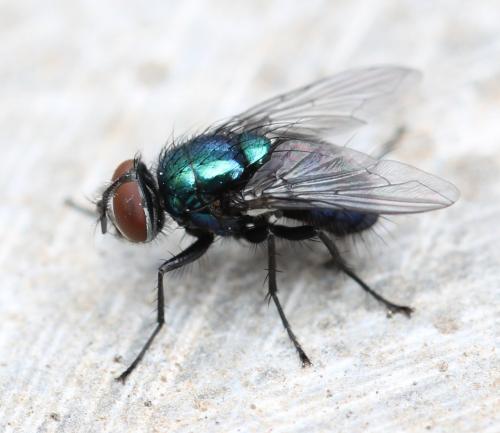 Lucilia bufonivora