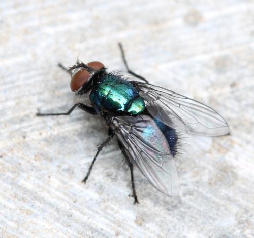 Lucilia bufonivora