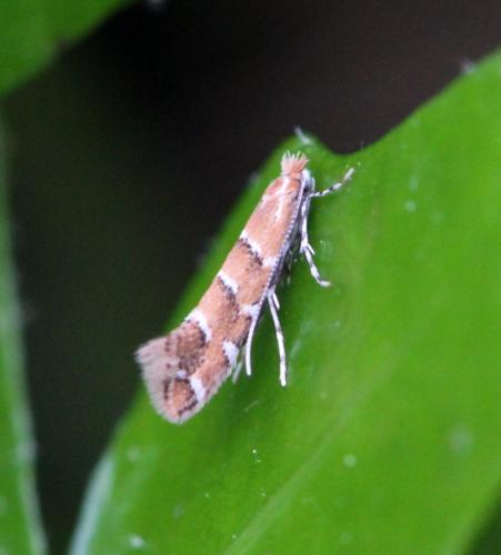 Réf. 139 844 : Cameraria ohridella