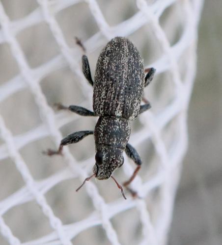 Sitona striatellus