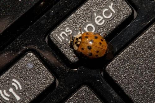 Harmonia axyridis