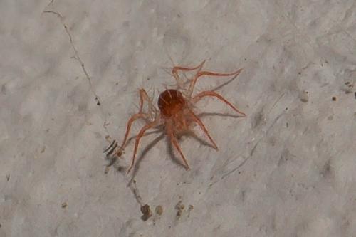 Erythracarus epigeus