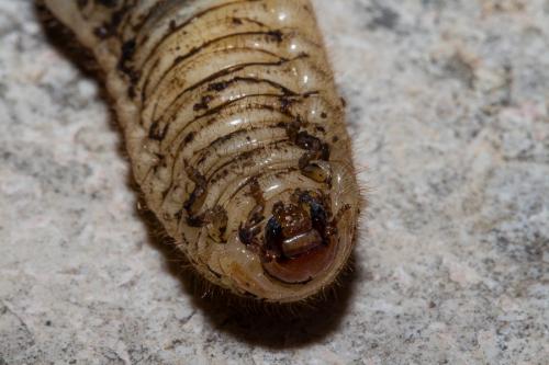 Cetonia aurata aurata