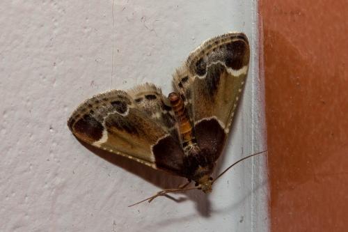 Réf. 139 795 : Pyralis farinalis