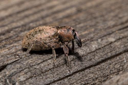 Réf. 139 919 : Donus sp.
