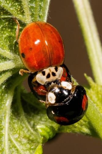 Harmonia axyridis