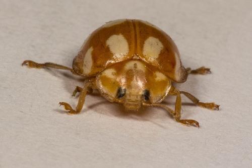 Réf. 139 114 : Calvia decemguttata