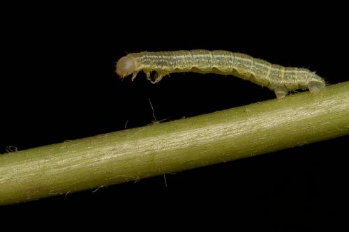 Operophtera brumata