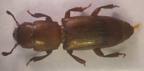 Pityophagus quercus