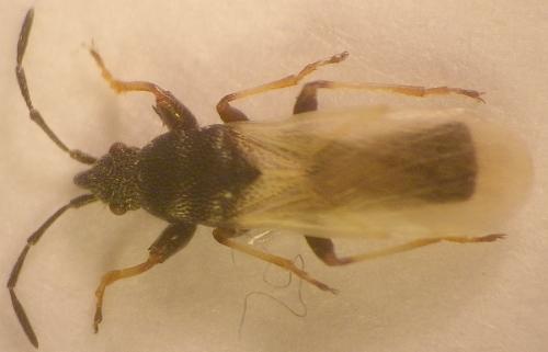 Réf. 139 785 : Brachyplax tenuis