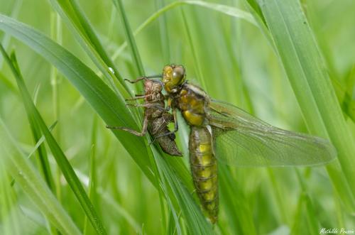 Libellula depressa