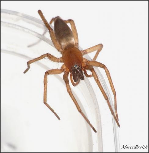 Réf. 139 503 : Drassodes sp.