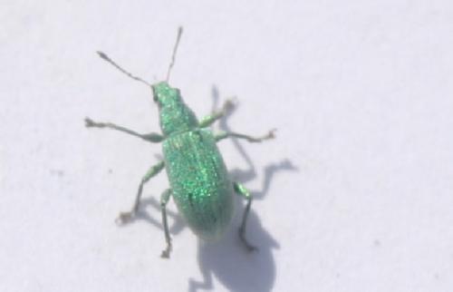 Polydrusus planifrons
