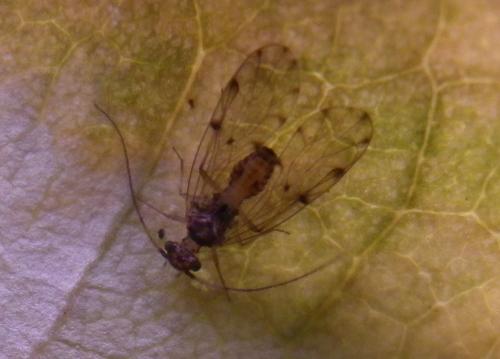 Ectopsocus sp.