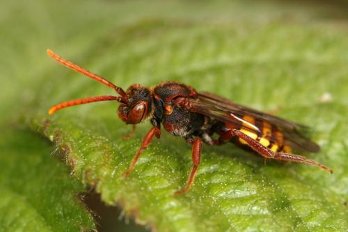 Nomada sp.