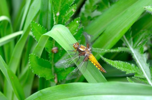 Réf. 139 510 : Libellula depressa