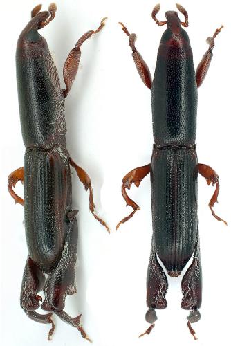 Phaenomerus sp.