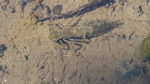 Aeshna sp.