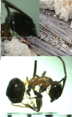 Réf. 139 156 : Lasius emarginatus