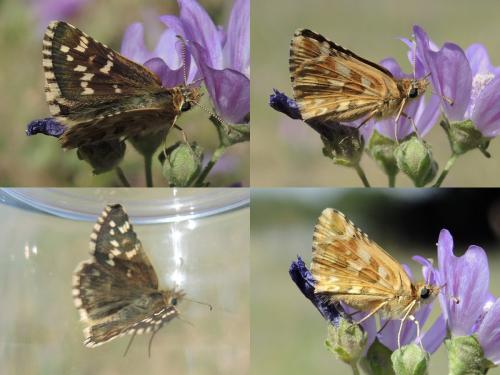Réf. 139 592 : Pyrgus sp.