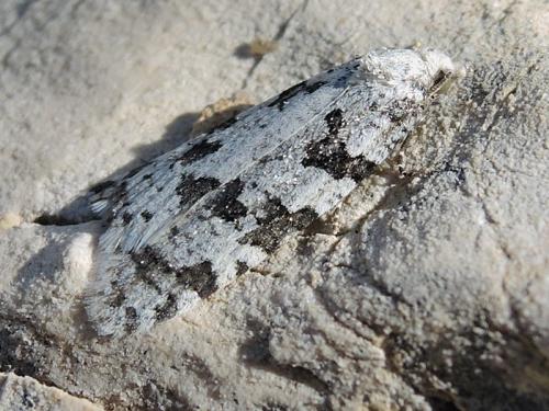 Eana penziana