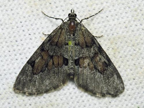Réf. 139 979 : Thera obeliscata