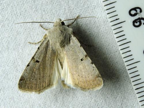 Chersotis margaritacea
