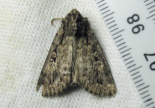 Dichagyris nigrescens