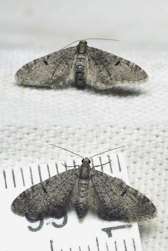 Eupithecia indigata