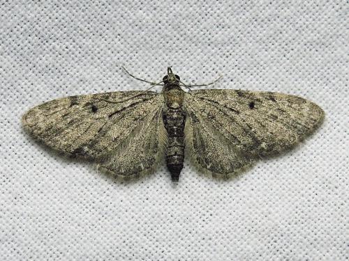 Eupithecia sp.