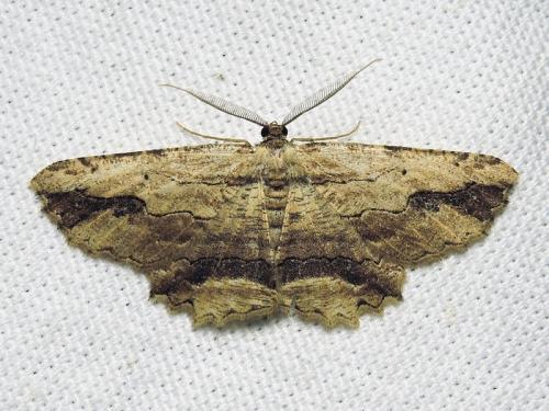 Menophra abruptaria
