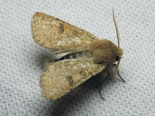 Réf. 139 528 : Orthosia miniosa