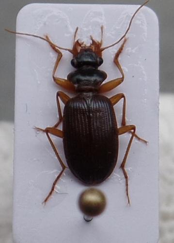 Leistus fulvibarbis