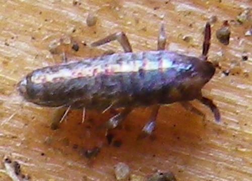 Lepidocyrtus sp.