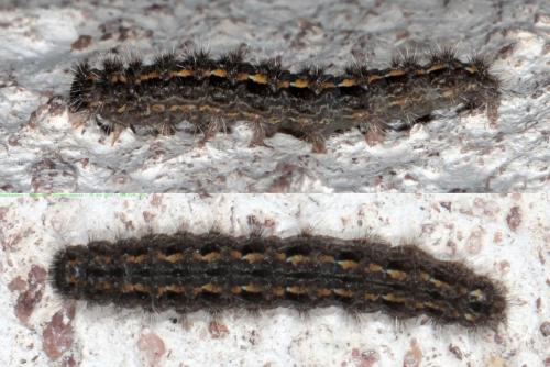 Eilema caniola