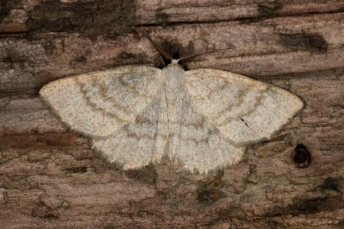 Réf. 139 611 : Cabera exanthemata