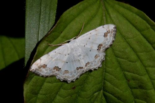 Réf. 139 963 : Scopula ornata