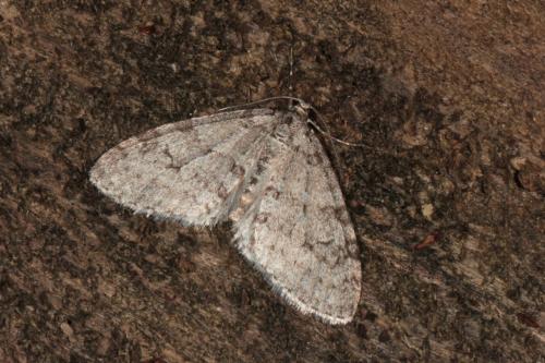 Réf. 139 762 : Trichopteryx carpinata