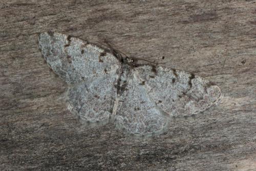 Réf. 139 737 : Aethalura punctulata