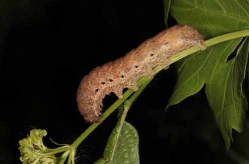 Réf. 139 165 : Noctua fimbriata