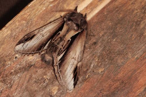 Pheosia gnoma