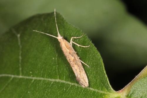 Réf. 139 599 : Plutella xylostella