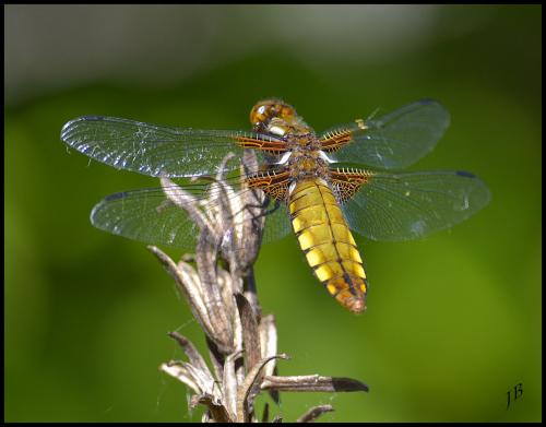 Réf. 139 520 : Libellula depressa
