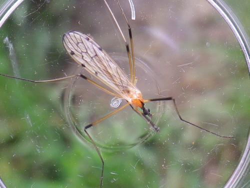 Réf. 139 547 : Limonia nigropunctata